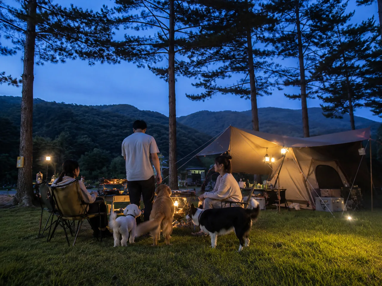 불멍 별멍 캠핑 나이트 현장