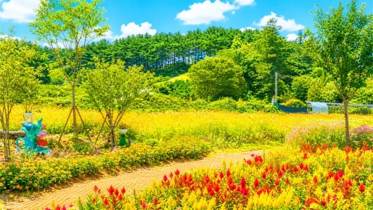원주용수골가을꽃축제
